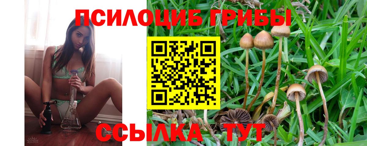 наркотики  Вход с VPN  Вичуга  Псилоцибиновые грибы Psilocybe 